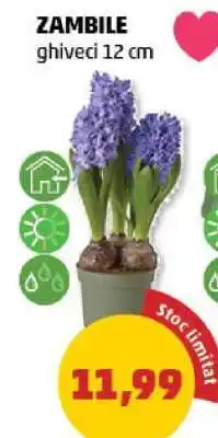 Penny Zambile Ofertă