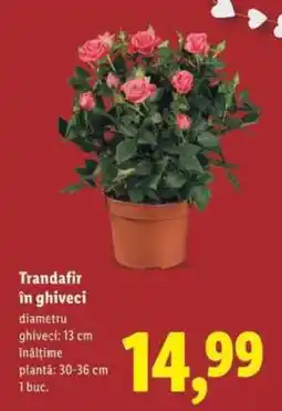 Lidl Trandafir în ghiveci Ofertă
