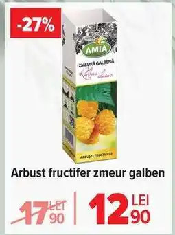 Carrefour Arbust fructifer zmeur galben Ofertă