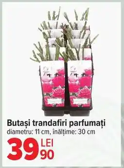 Carrefour Butași trandafiri parfumați Ofertă