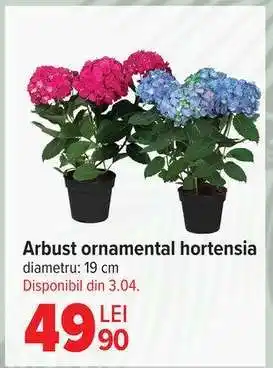 Arbust ornamental - hortensia