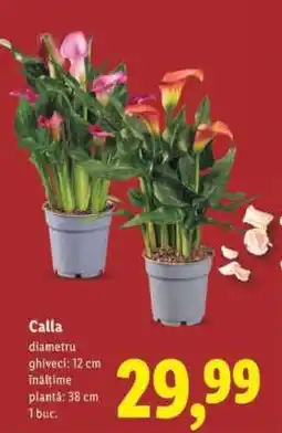 Lidl Calla Ofertă