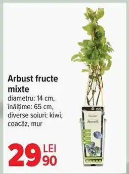 Carrefour Arbust fructe mixte Ofertă