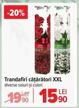 Carrefour Trandafiri cățărători XXL Ofertă