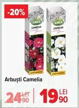 Carrefour Arbuști Camelia Ofertă