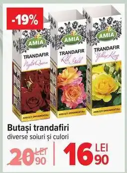 Carrefour Butași trandafiri Ofertă