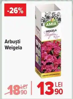 Carrefour Arbuști Weigela Ofertă