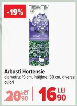 Carrefour Arbuști Hortensie Ofertă