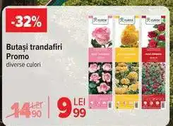 Butași trandafiri Promo
