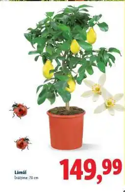 Lidl Lămâi Ofertă