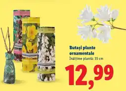 Lidl Butași plante ornamentale Ofertă