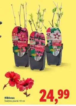 Lidl Hibiscus Ofertă