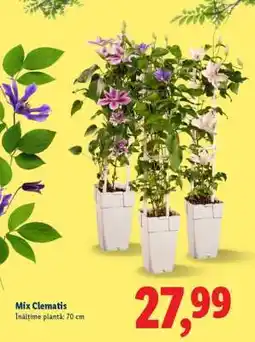 Lidl Mix Clematis Ofertă
