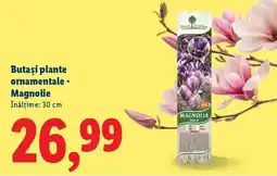 Lidl Butași plante ornamentale - Magnolie Ofertă