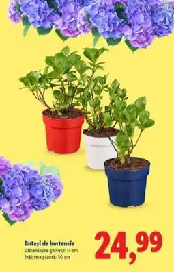Lidl Butași de hortensie Ofertă