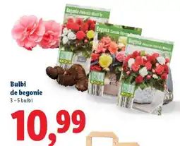 Lidl Bulbi de begonii Ofertă