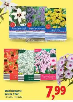 Lidl Bulbi de plante perene / flori Ofertă