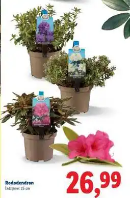 Lidl Rododendron Ofertă