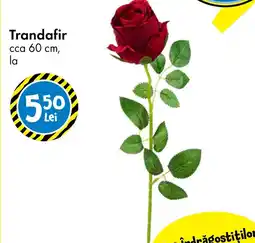 TEDI Trandafir Ofertă