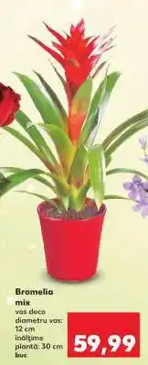 Kaufland Bromelia mix Ofertă
