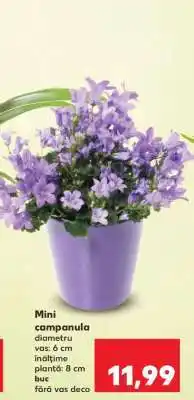 Kaufland Mini campanula Ofertă