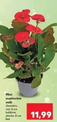 Kaufland Mini euphorbia milii Ofertă
