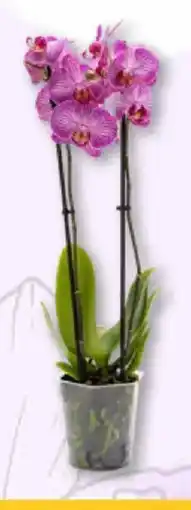 Supeco Orhidee PHALAENOPSIS Ofertă