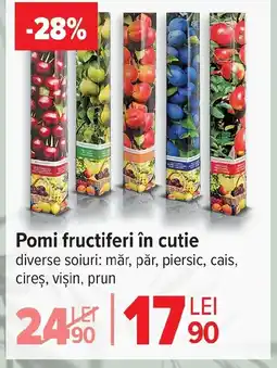 Carrefour Market Pomi fructiferi în cutie Ofertă