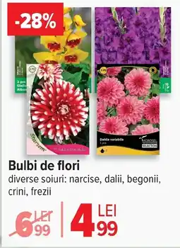 Carrefour Market Bulbi de flori Ofertă
