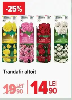 Carrefour Market Trandafir altoit Ofertă