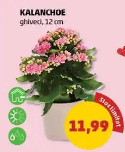 Penny Kalanchoe Ofertă