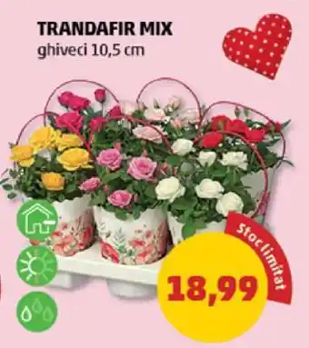 Penny TRANDAFIR MIX Ofertă