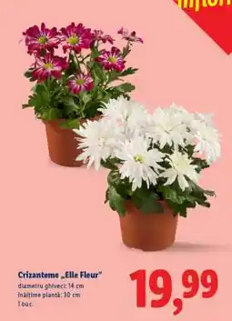 Lidl Crizanteme 'Elle Fleur' Ofertă