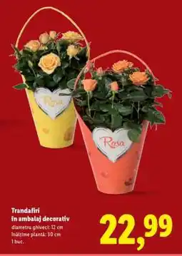 Lidl Trandafiri în ambalaj decorativ Ofertă