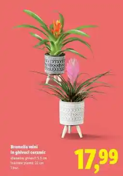 Lidl Bromelia mini în ghiveci ceramic Ofertă