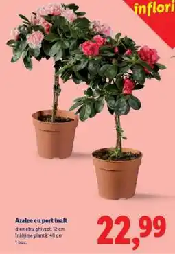 Lidl Azalee cu port înalt Ofertă