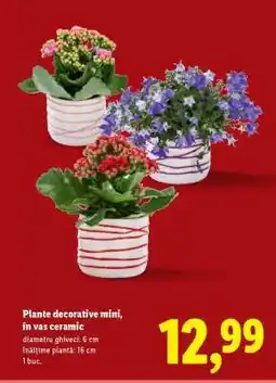 Lidl Plante decorative mini, în vas ceramic Ofertă