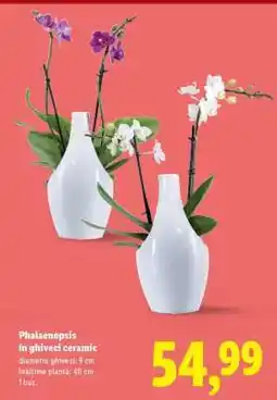 Lidl Phalaenopsis în ghiveci ceramic Ofertă