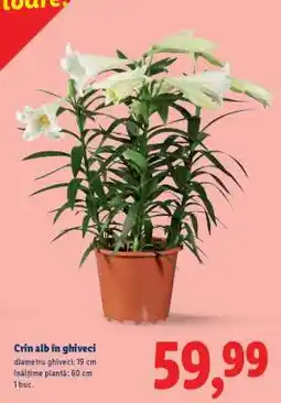 Lidl Crin alb în ghiveci Ofertă