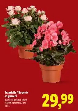 Lidl Trandafir/Begonie în ghiveci Ofertă