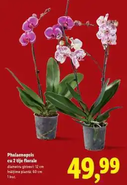 Lidl Phalaenopsis cu 2 tije florale Ofertă