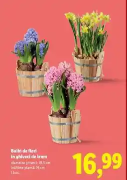 Lidl Bulbi de flori în ghiveci de lemn Ofertă