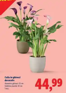 Lidl Calla în ghiveci decorativ Ofertă
