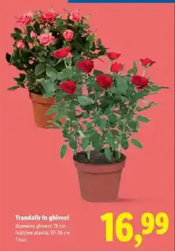Lidl Trandafir în ghiveci Ofertă