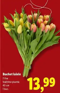 Lidl Buchet lalele Ofertă