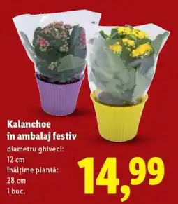 Lidl Kalanchoe în ambalaj festiv Ofertă