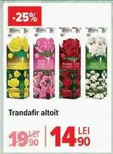 Carrefour Trandafir altoit Ofertă