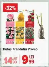 Carrefour Butași trandafiri Promo Ofertă