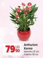 Carrefour Anthurium Karma Ofertă