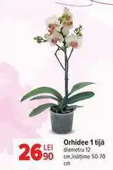 Carrefour Orhidee, 1 tijă Ofertă